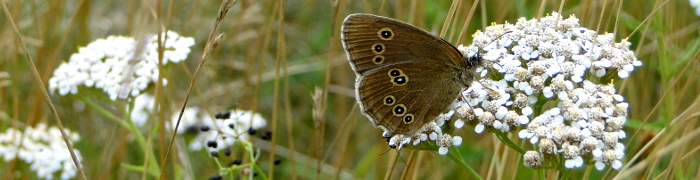 Foto: Schmetterling auf Schafgarbe