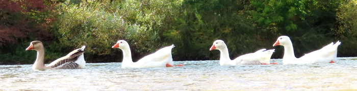 Foto: Gänse auf dem Main