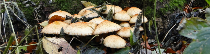 Foto: Hallimasch-Pilze