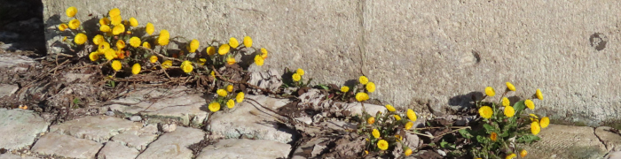 Foto: Huflattichblüten auf Pflastersteinen