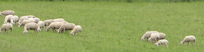 Foto: Schafe in der Rhön