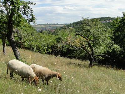Foto: Zwei Schafe aus dem grförderten Projekt
